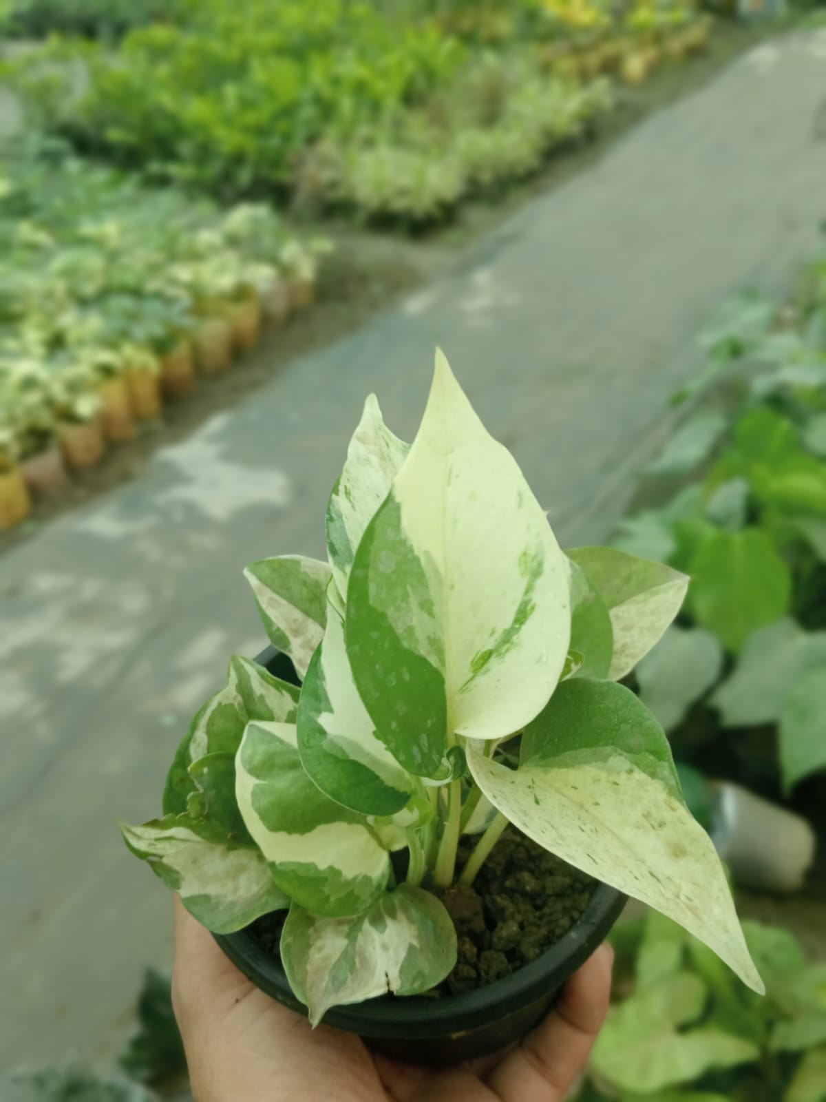 Epipremnum Aureum (With Soil, Plant & Pot)