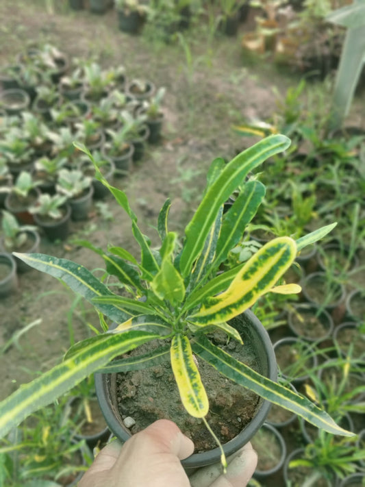 Banana' Croton  (With Soil, Plant & Pot)