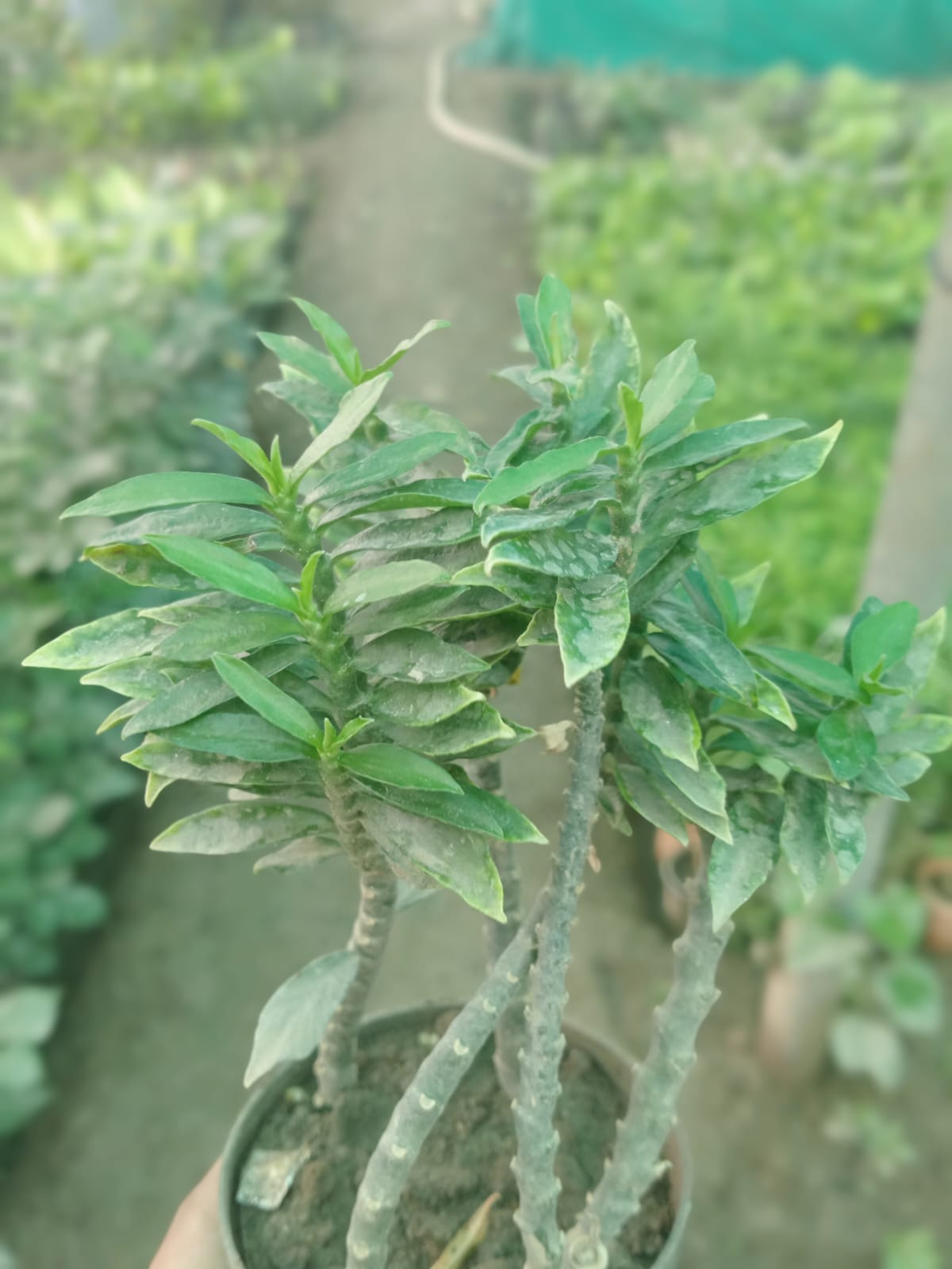 Zigzag Plant  (With Soil, Plant & Pot)
