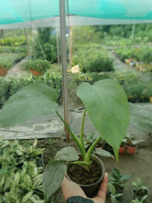 Monstera Deliciosa (With Soil, Plant & Pot)