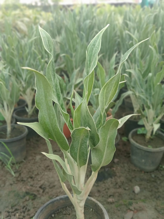 Sansevieria Metallica  (With Soil, Plant & Pot)