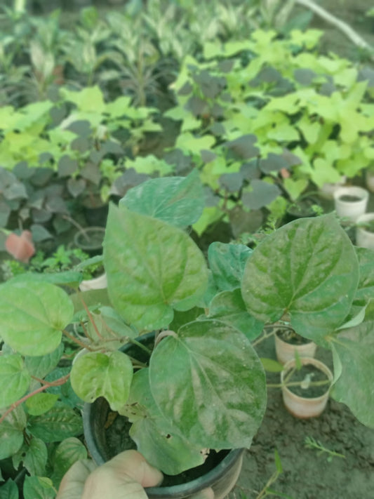 piper Betle  (With Soil, Plant & Pot)