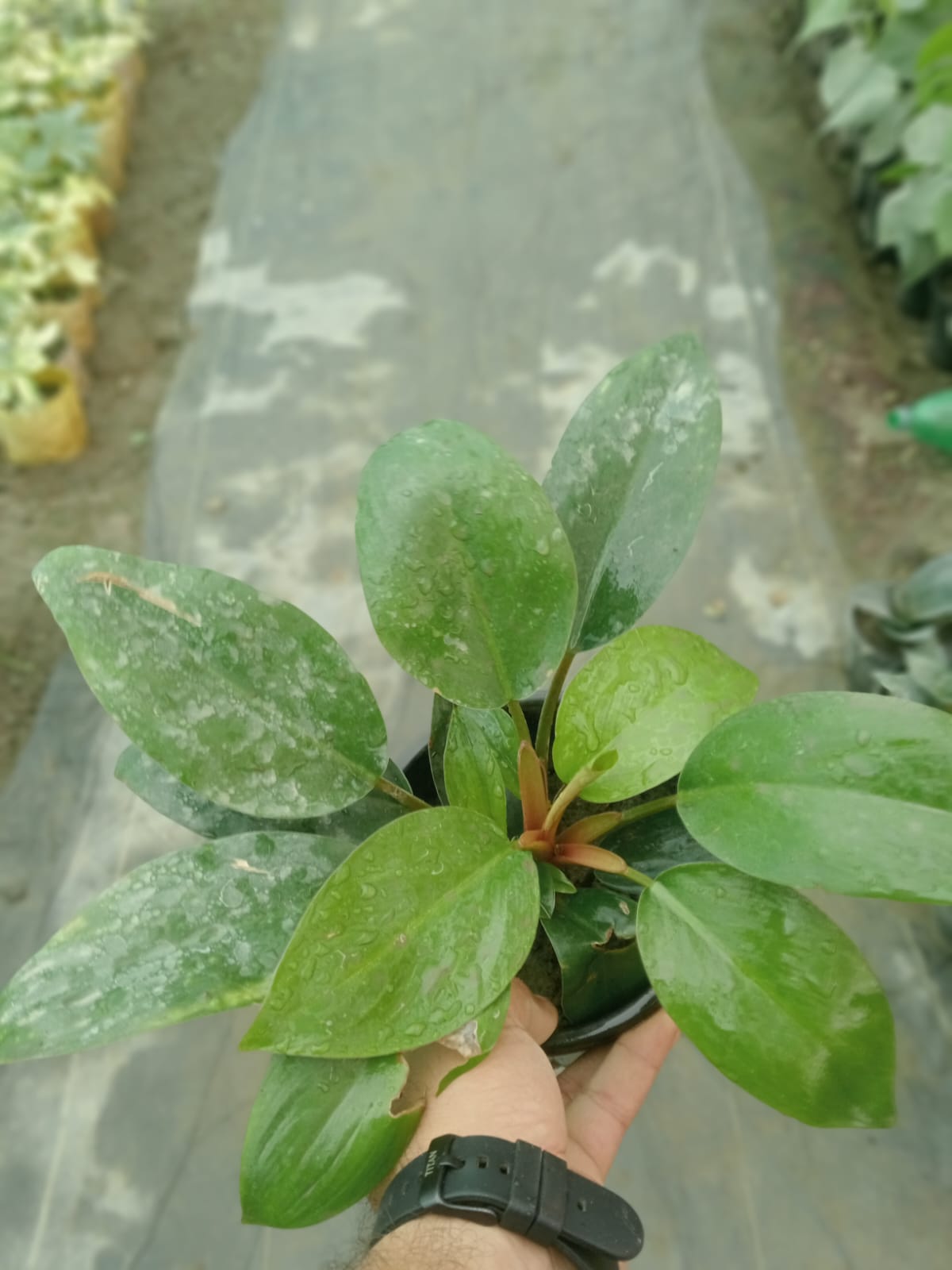 Anubias Afzelii  (With Soil, Plant & Pot)