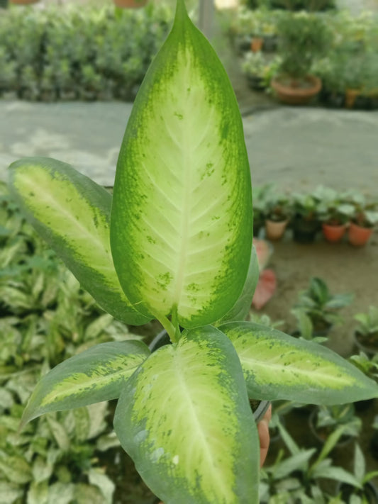 Dieffenbachia Seguine (With Soil, Plant & Pot)