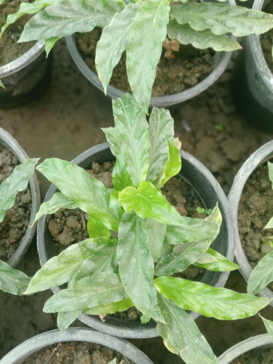 Calathea Rufibarba (With Soil, Plant & Pot)