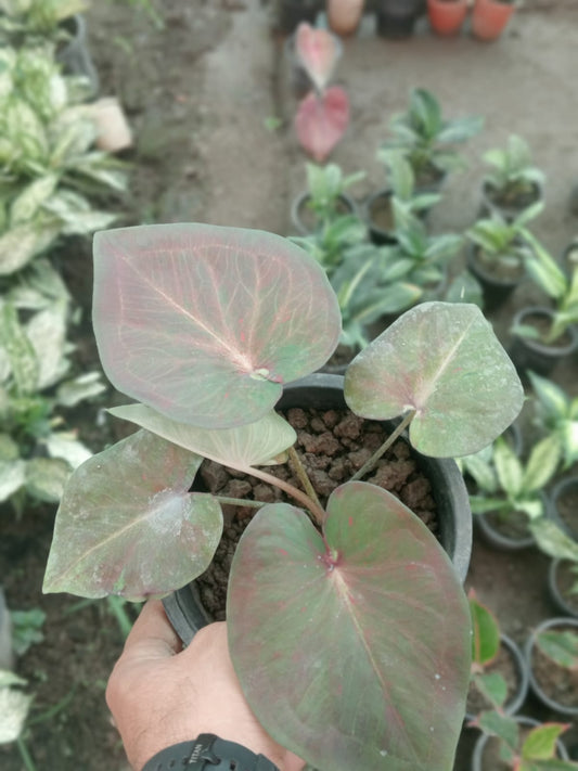 Caladium Bicolor (With Soil, Plant & Pot)
