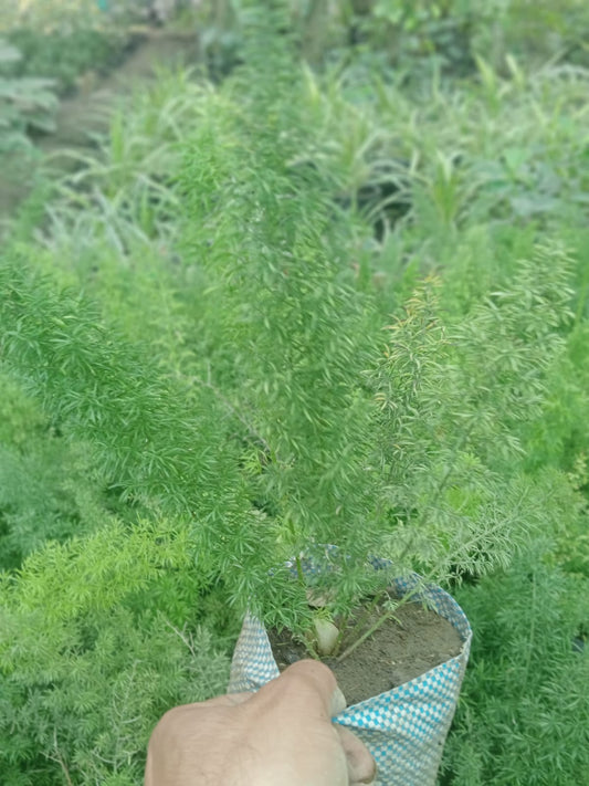 Asparagus Densiflorus (With Soil, Plant & Pot)