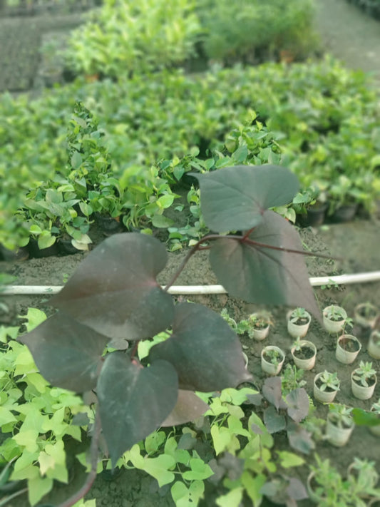 Ipomoea Batatas (With Soil, Plant & Pot)