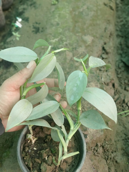 Philodendron Hastatum  (With Soil, Plant & Pot)