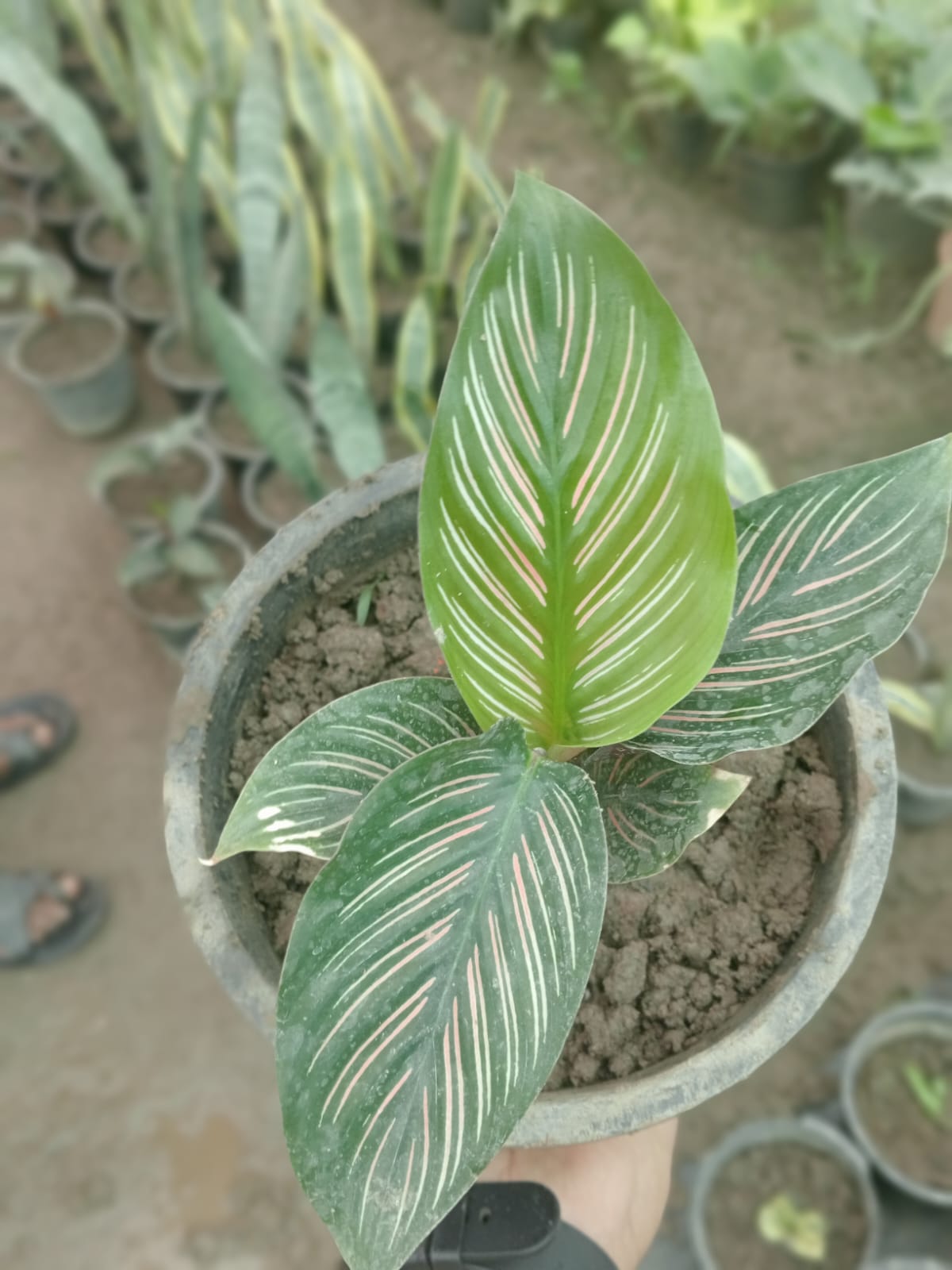 Pinstripe Calathea  (With Soil, Plant & Pot)