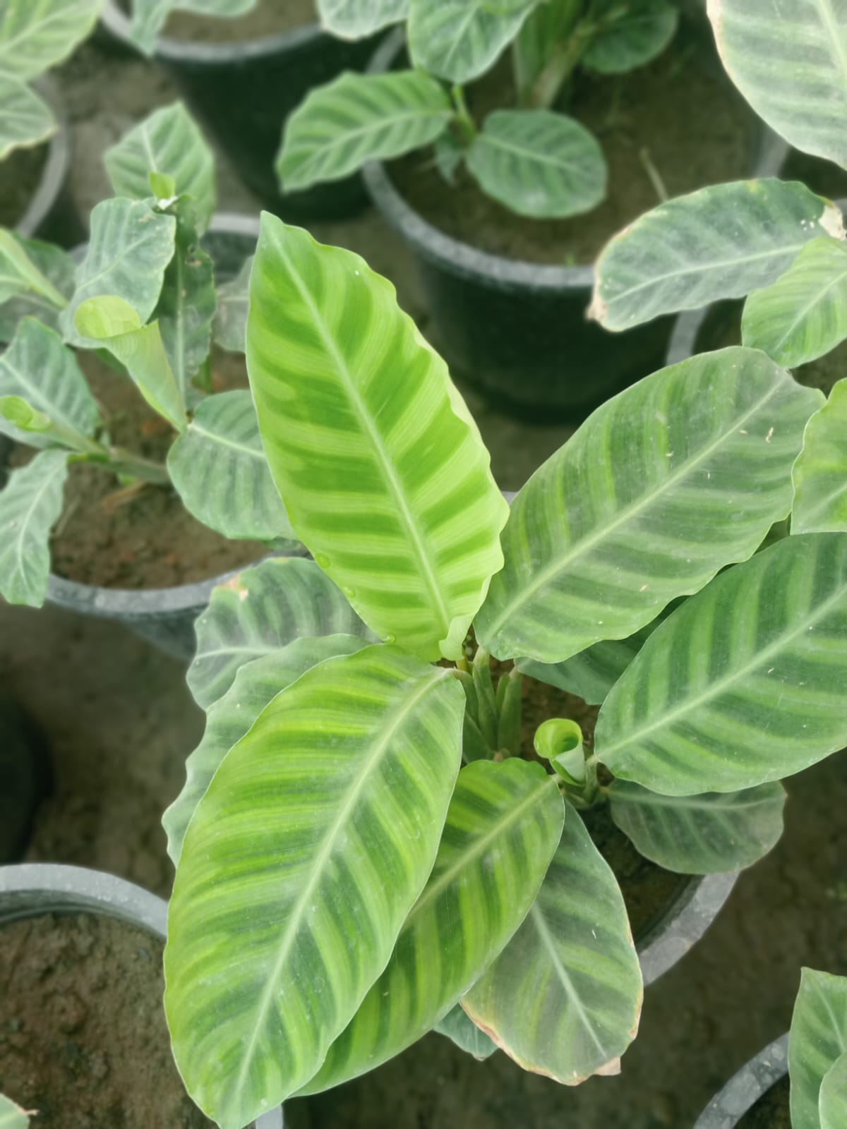 Calathea Zebrina (With Soil, Plant & Pot)