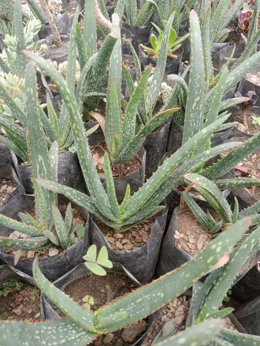 Aloe Barbadensis (Bare Rooted)