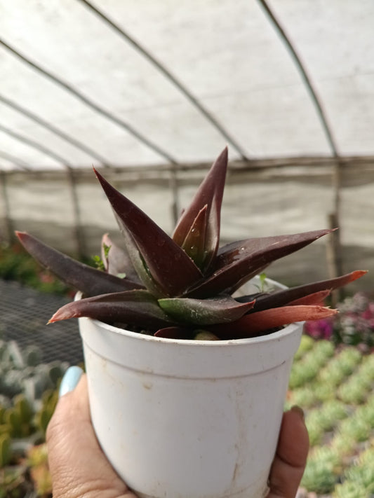 Black Gem Alworthia (With Soil, Plant & Pot)