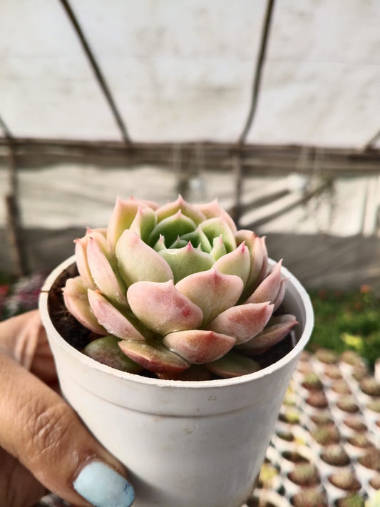 Echeveria Yellow (Bare Rooted)