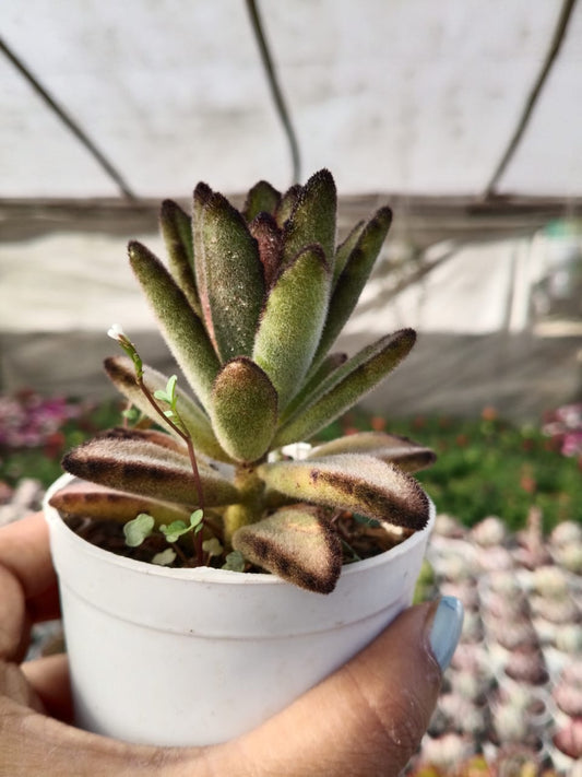 Kalanchoe Tomentosa (Bare Rooted)