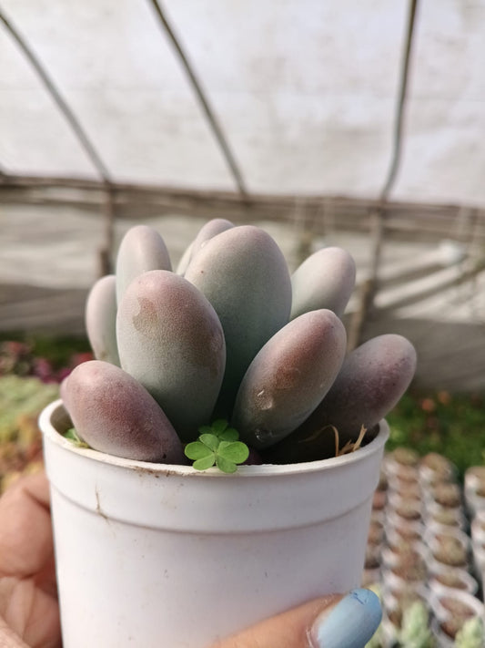 Moonstone (Bare Rooted)