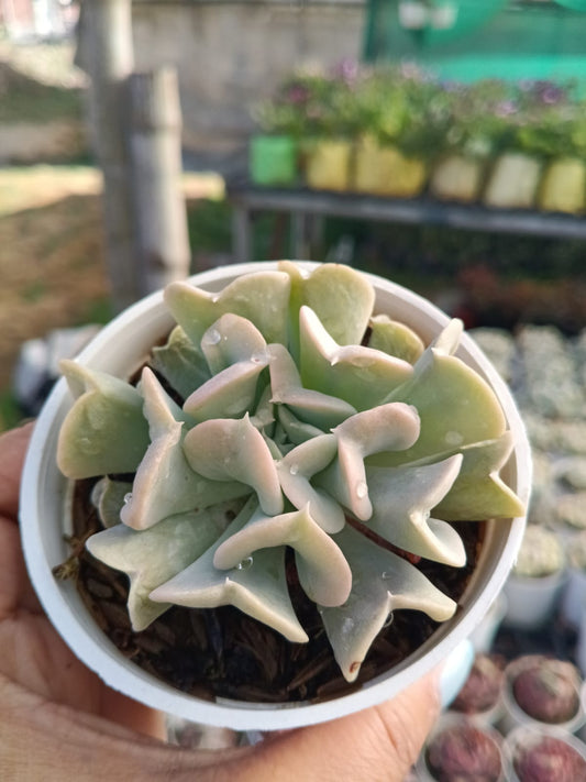 Echieveria Brain Crest (Bare Rooted)
