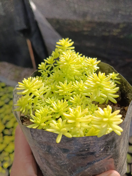 Sedum Angelina (Bare Rooted)