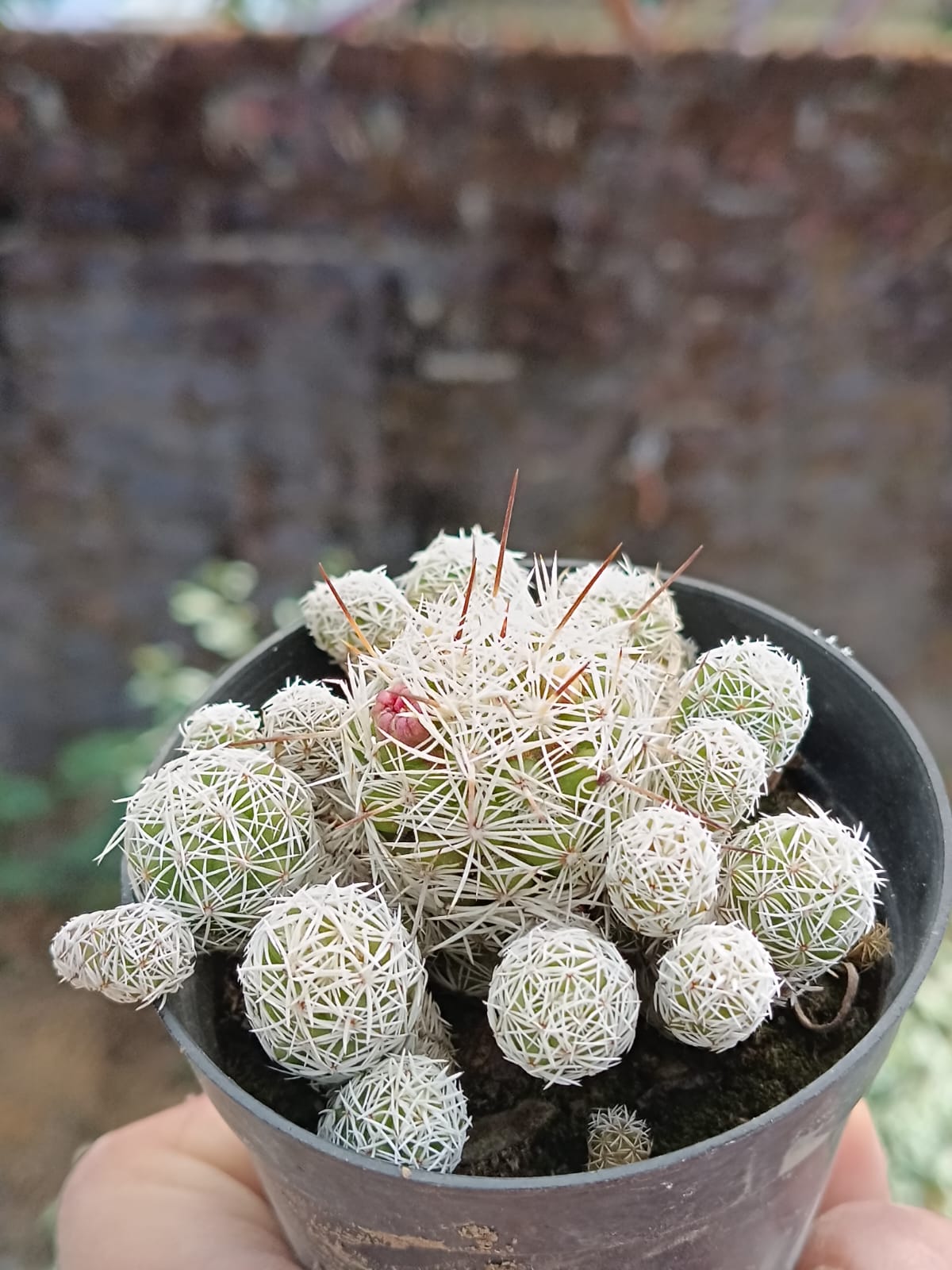 Thimble Cactus (Bare Rooted)