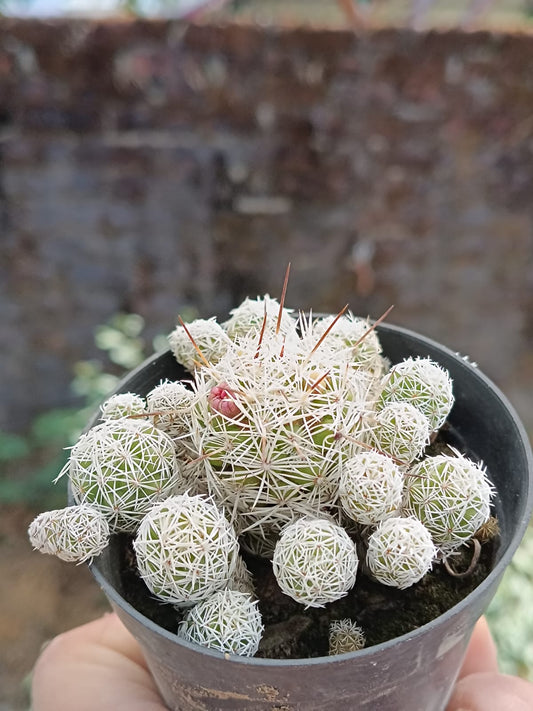 Thimble Cactus (Bare Rooted)