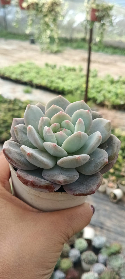 Echeveria Blue (With Soil, Plant & Pot)