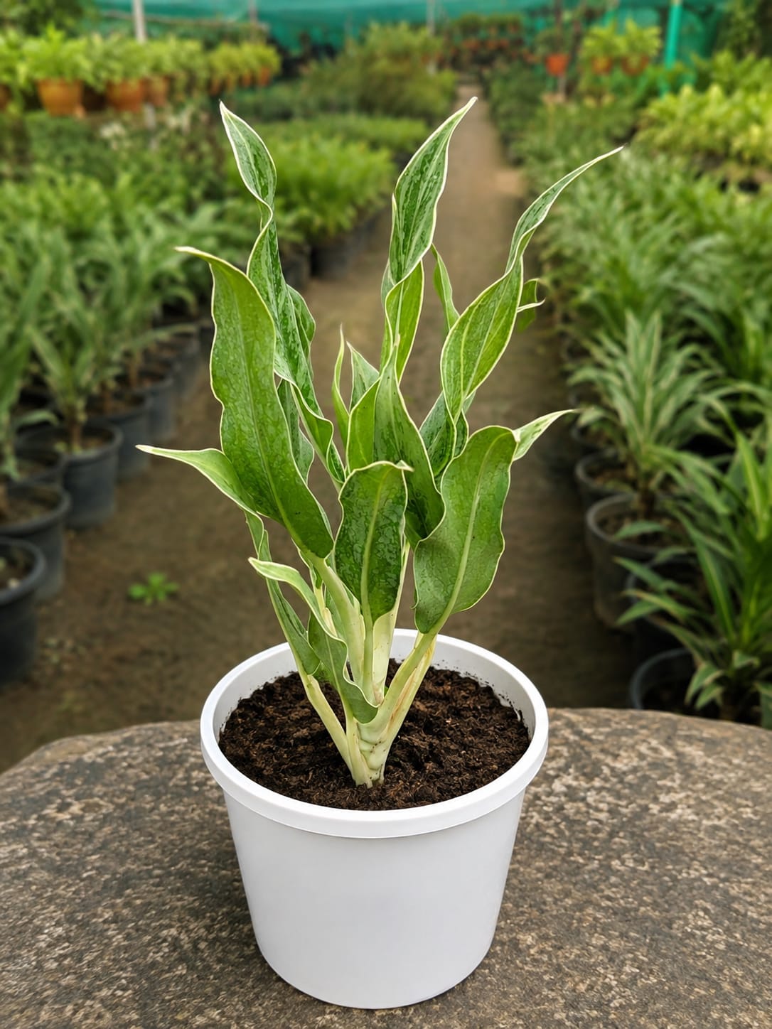 Sansevieria Metallica  (Bare Rooted)