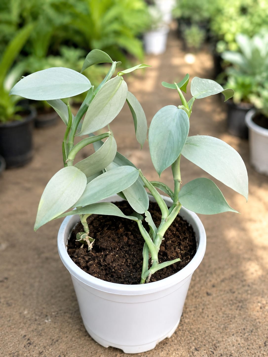 Philodendron Hastatum  (Bare Rooted)