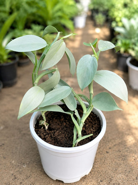 Philodendron Hastatum  (Bare Rooted)