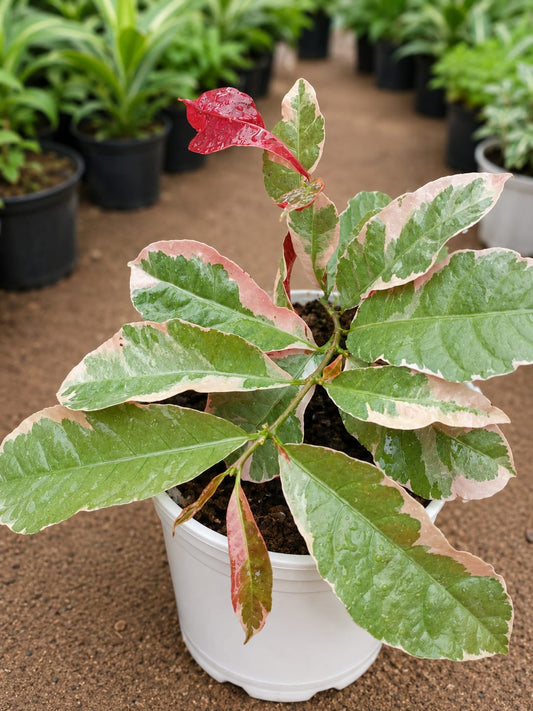 Excoecaria Cochinchinensis (Bare Rooted)