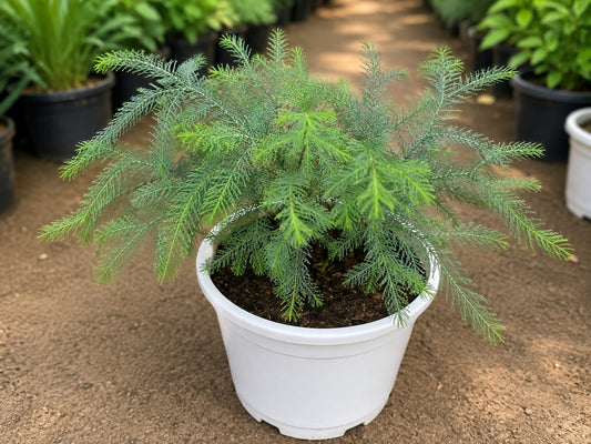 Araucaria Columnaris (Bare Rooted)