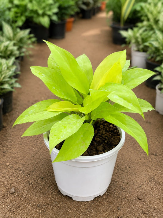 Philodendron Ceylon Golden (Bare Rooted)