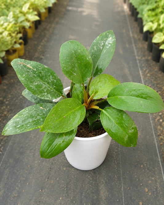 Anubias Afzelii  (Bare Rooted)