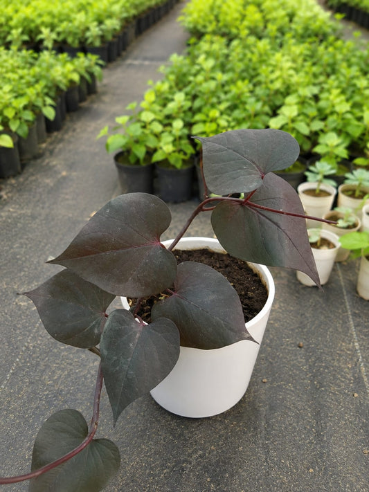 Ipomoea Batatas (Bare Rooted)