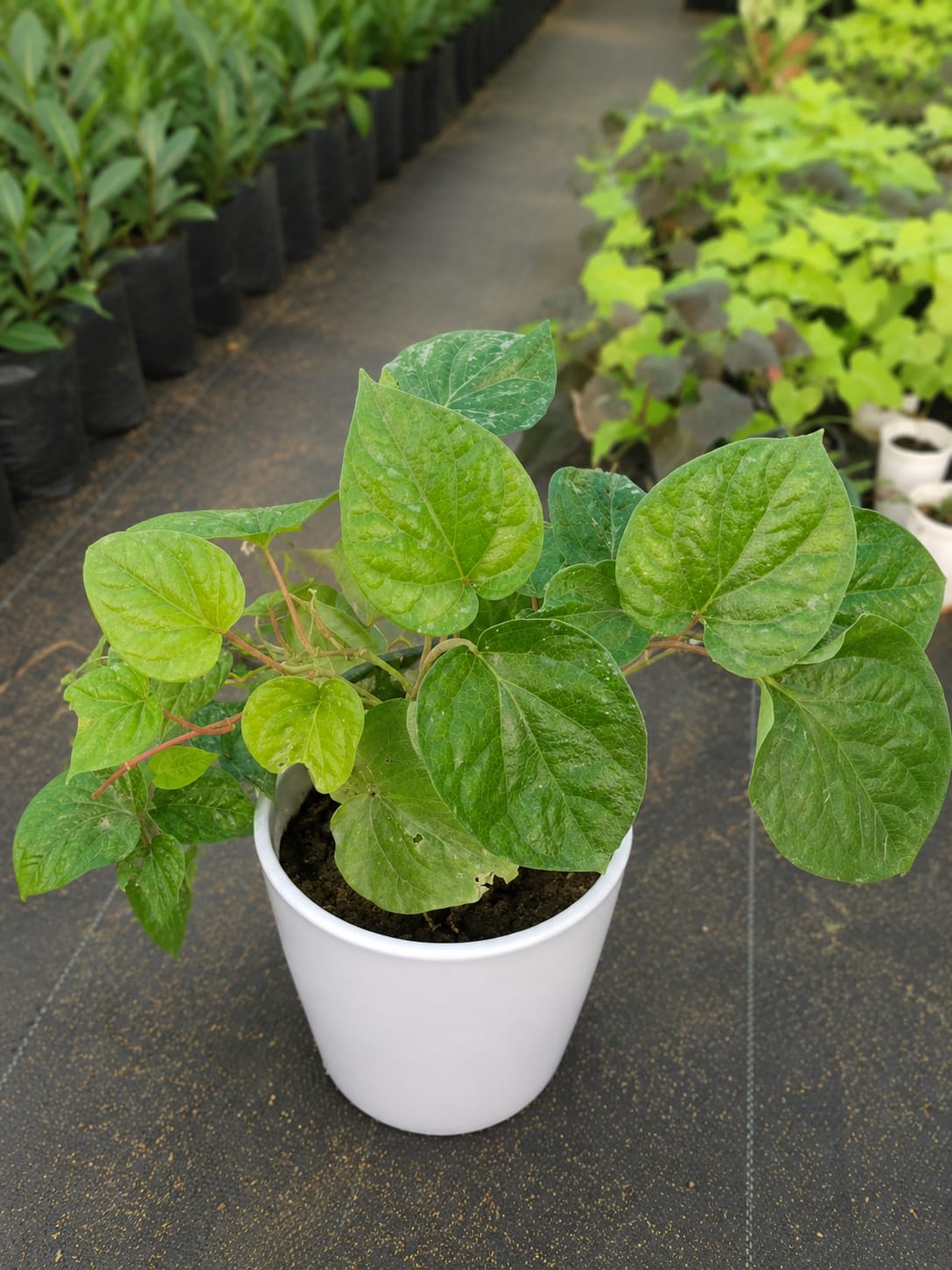 piper Betle  (Bare Rooted)