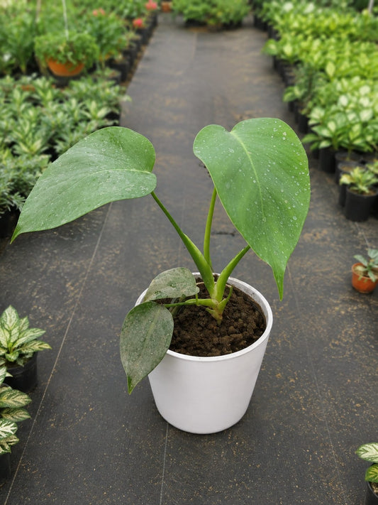 Monstera Deliciosa (Bare Rooted)
