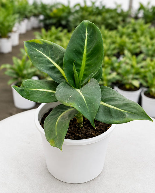 Dieffenbachia Maculata  (Bare Rooted)