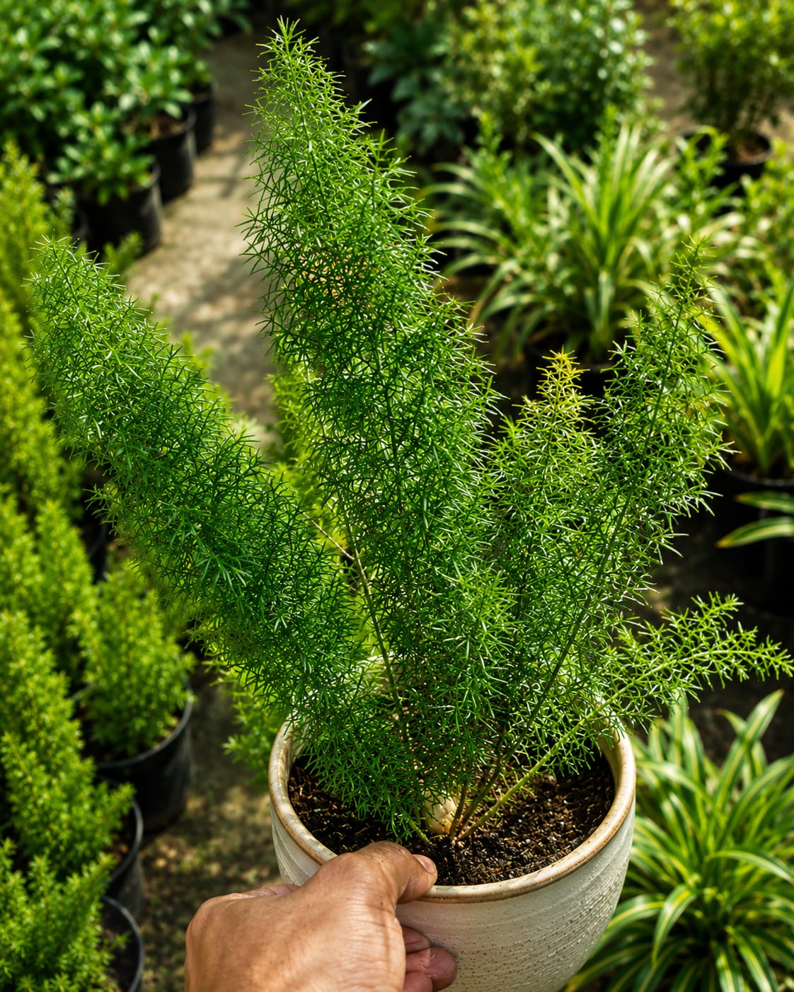 Asparagus Densiflorus (Bare Rooted)