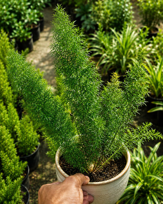 Asparagus Densiflorus (Bare Rooted)