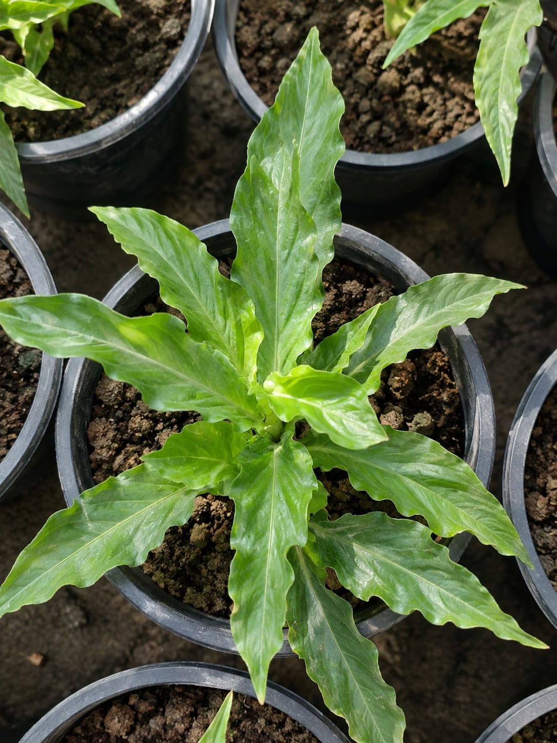 Calathea Rufibarba (Bare Rooted)