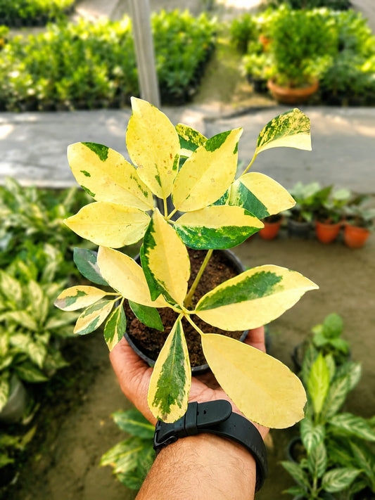 Schefflera Arboricola (Bare Rooted)