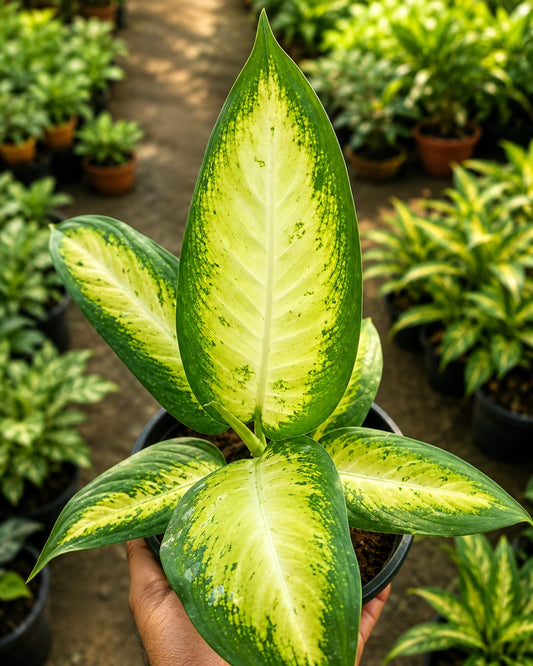 Dieffenbachia Seguine (Bare Rooted)