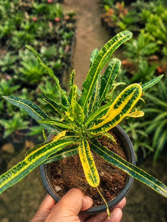 Banana' Croton  (Bare Rooted)