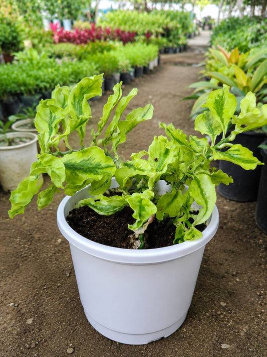 Pedilanthus Curly (Bare Rooted)