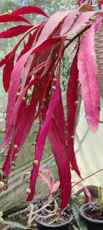 Kimnachia Ramulosa (Bare Rooted)