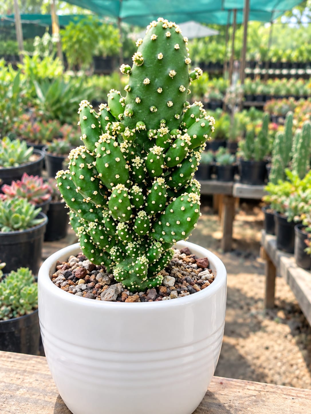 Opuntia Monacantha (Bare Rooted)