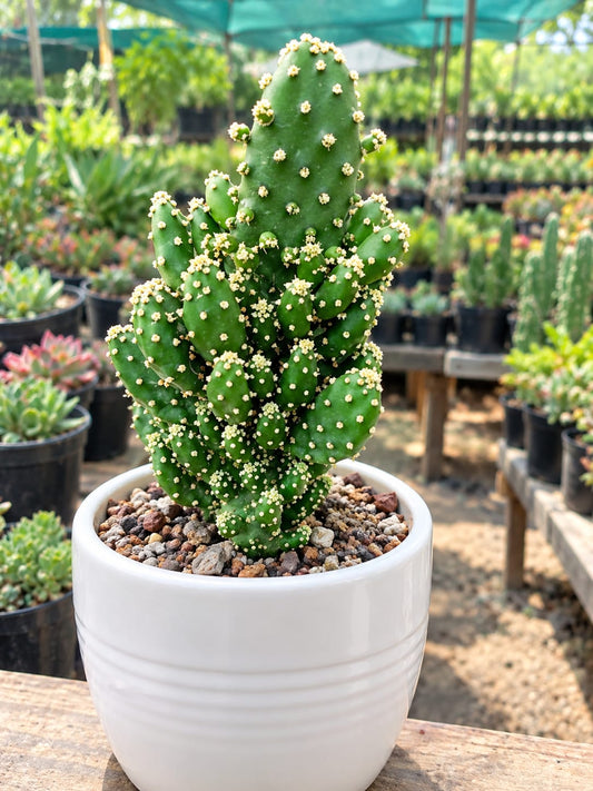 Opuntia Monacantha (Bare Rooted)