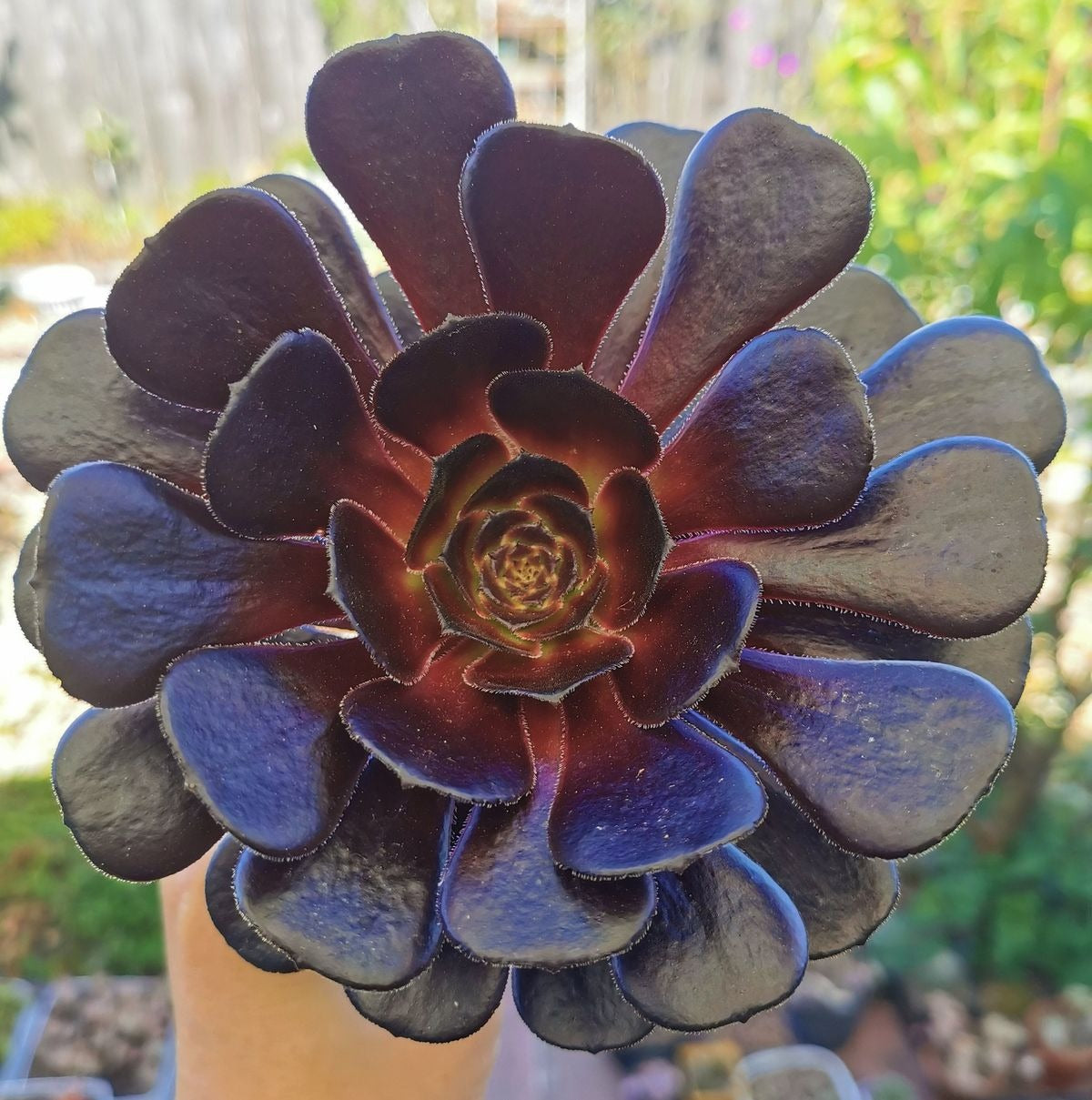 Black Aeonium 8-10" (Bare Rooted)