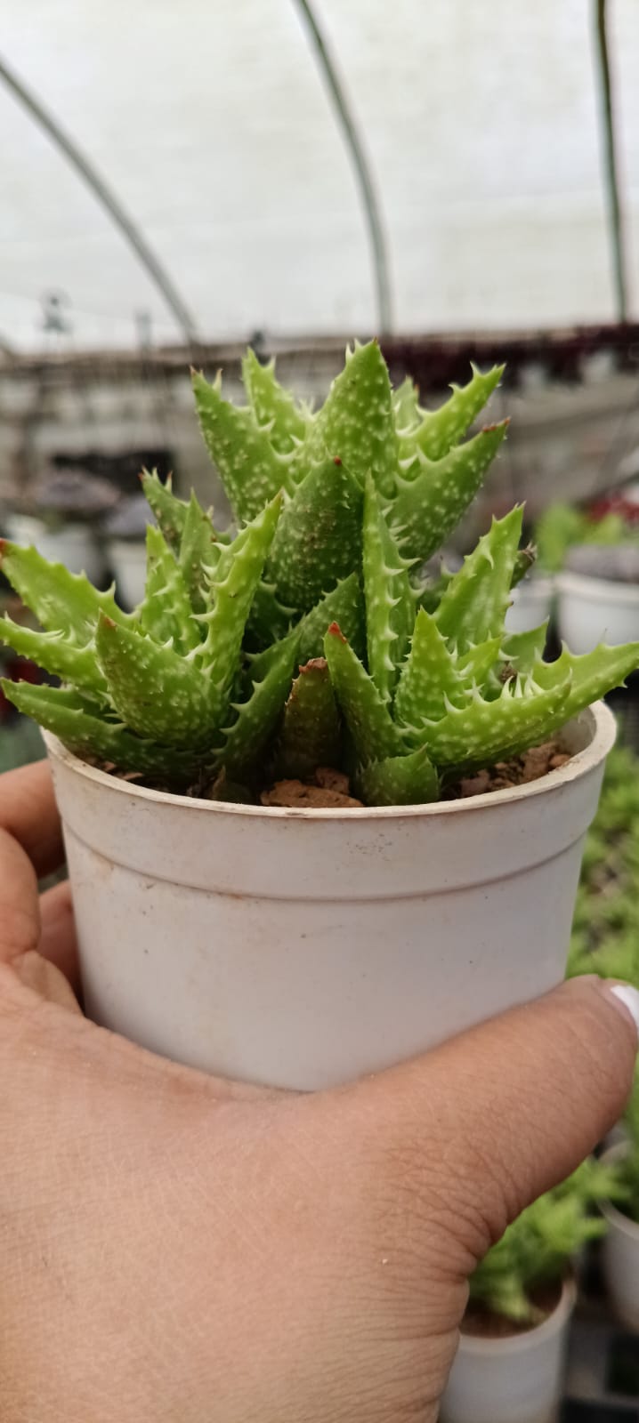 Tiger Tooth Aloe (With Soil, Plant & Pot)
