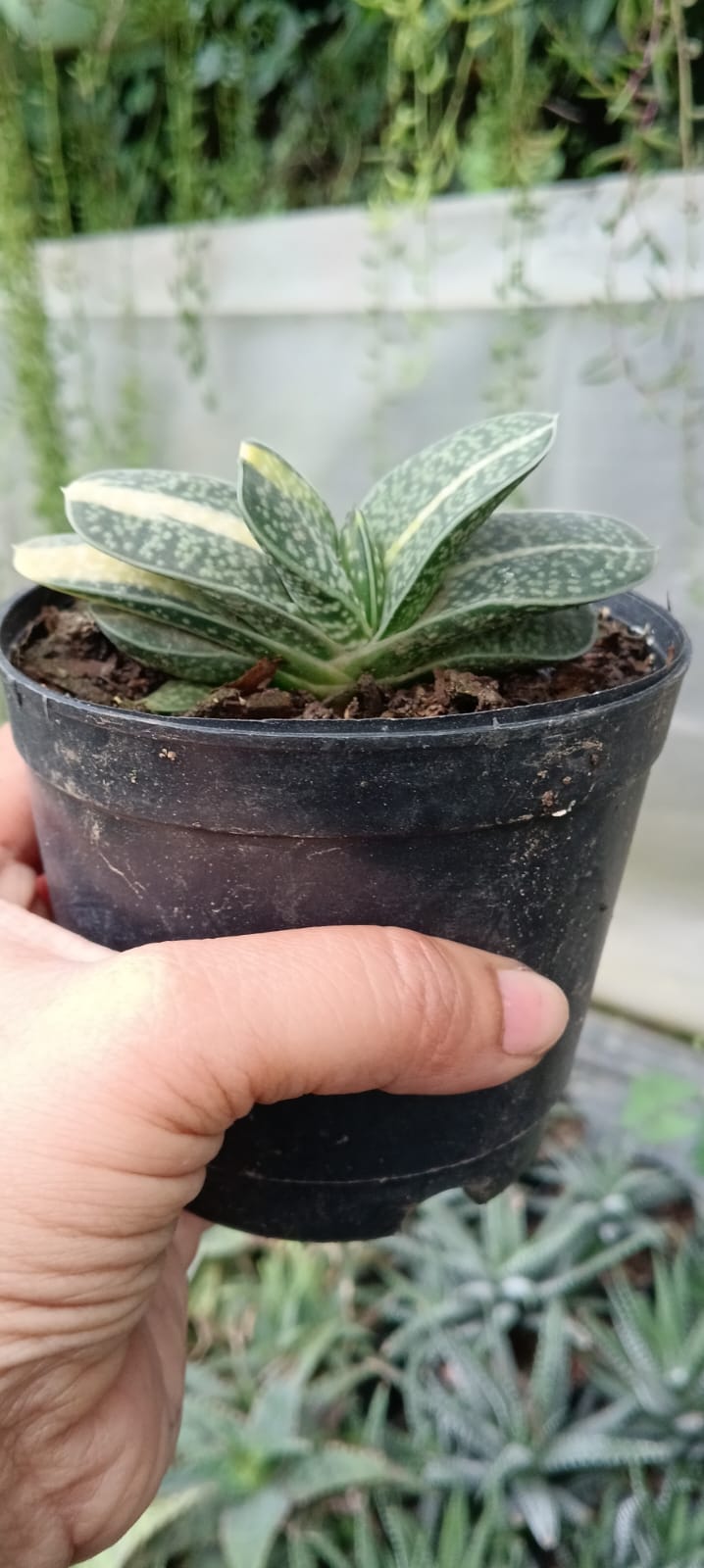 Variegated Hybrid Gasteria( Bare Rooted)