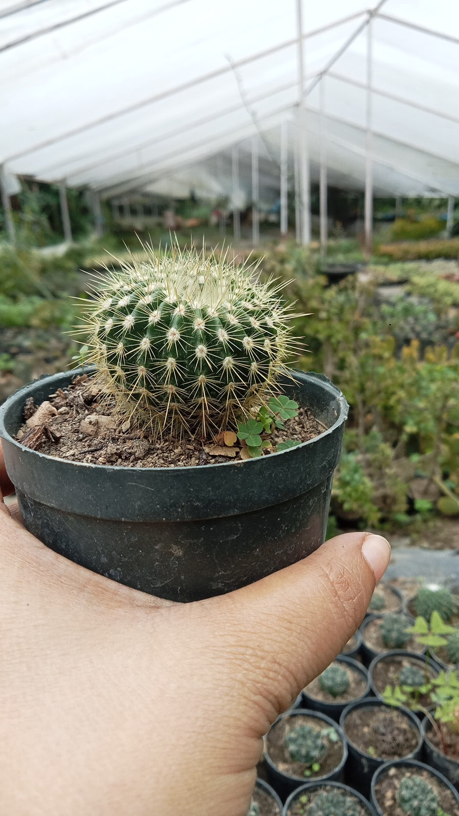 Parodia magnifica, Cactus (Bare Rooted)